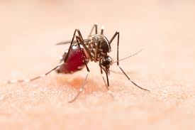 Dengue: नासिक में डेंगू की बढ़ती चुनौतियाँ: स्वास्थ्य विभाग की सतर्कता