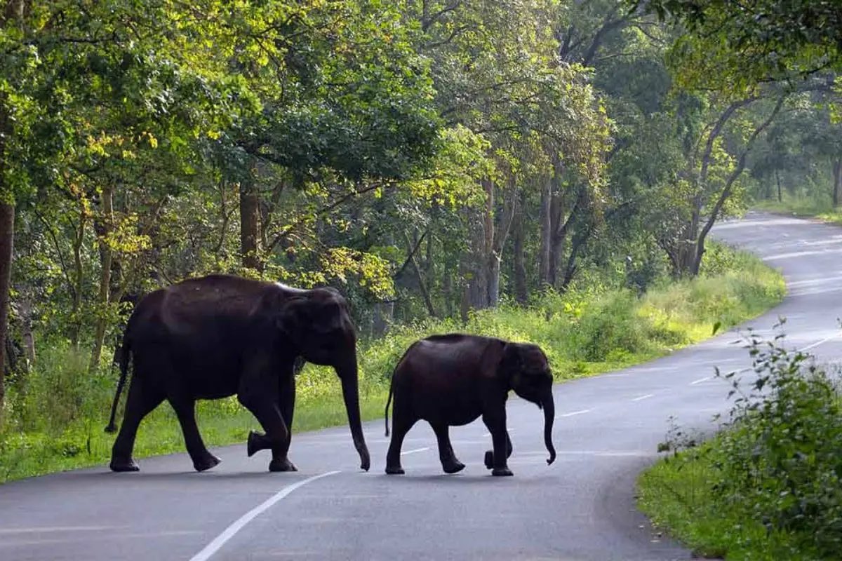 Wayanad Landslide: हाथी की करुणा ने बचाई परिवार की ज़िंदगी