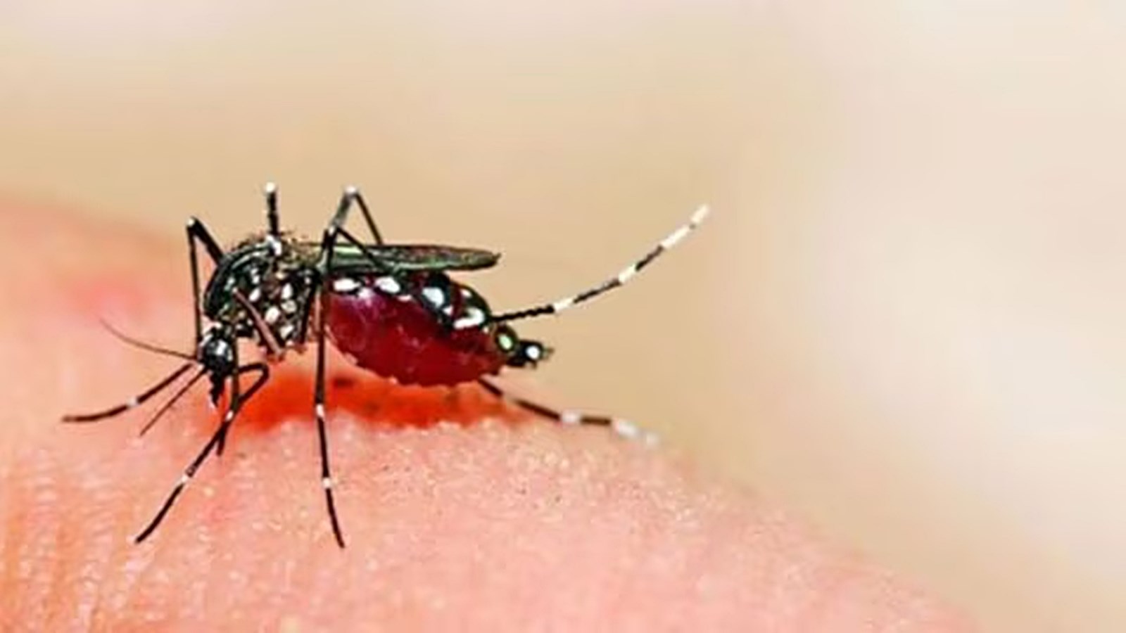 Zika: महाराष्ट्र में जीका वायरस के बढ़ते मामले: पुणे में सबसे अधिक केस